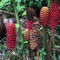 Location: Wahiawa Botantical Garden (Oahu, Hawaii)
Date: 2019-12-05
Labeled "Golden Beehive Ginger" but genus/species name is the sam