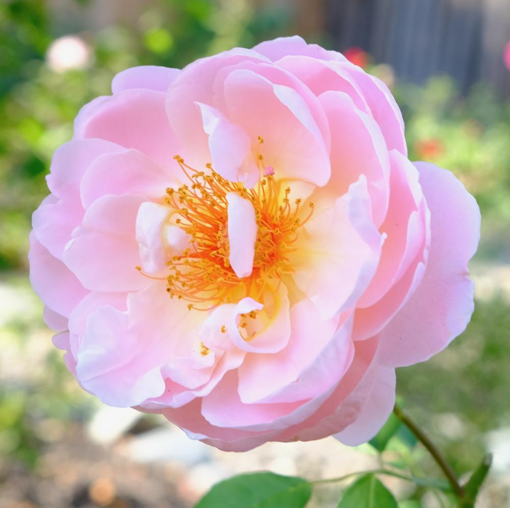 Photo of Rose (Rosa 'Belle Story') uploaded by AnnKNCalif
