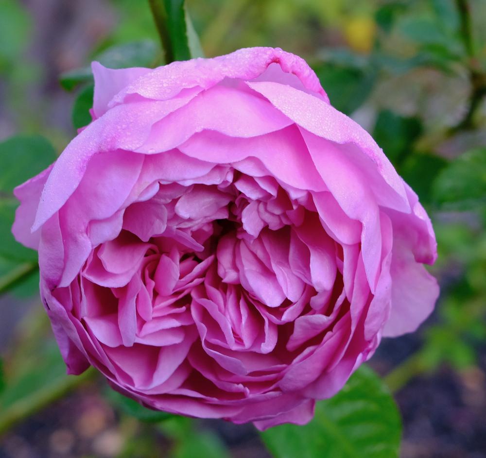 Photo of Rose (Rosa 'Charles Rennie Mackintosh') uploaded by AnnKNCalif