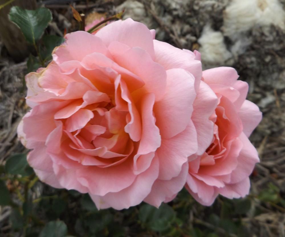 Photo of Rose (Rosa 'Belle Story') uploaded by LolaTasmania