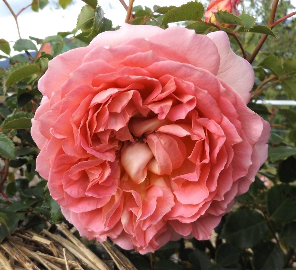 Photo of Rose (Rosa 'Jubilee Celebration') uploaded by LolaTasmania