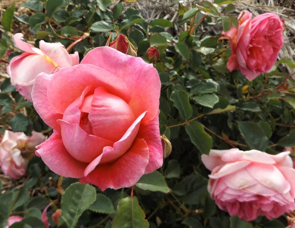 Photo of Rose (Rosa 'Boscobel') uploaded by LolaTasmania