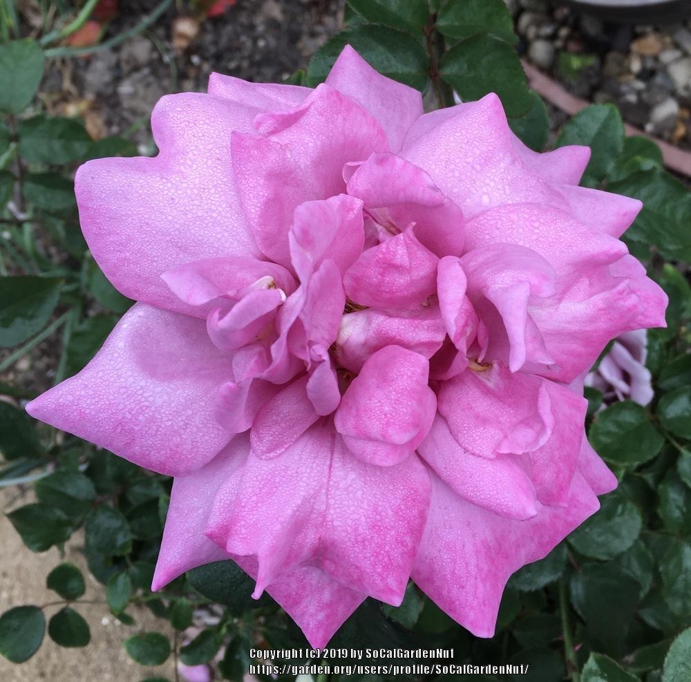 Photo of Rose (Rosa 'Heirloom') uploaded by SoCalGardenNut