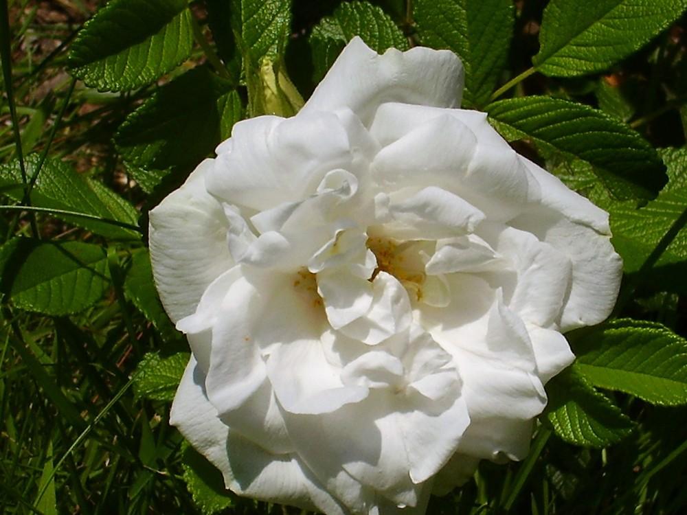 Photo of Hybrid Rugosa Rose (Rosa 'Blanc Double de Coubert') uploaded by celestialrose