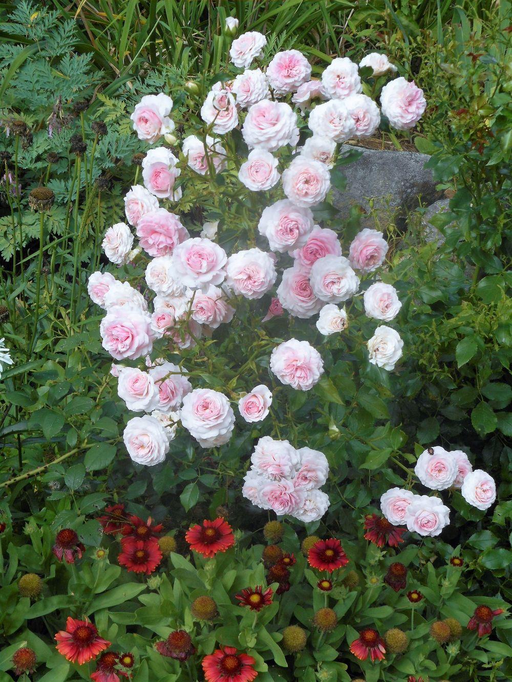 Photo of Rose (Rosa 'Larissa') uploaded by celestialrose