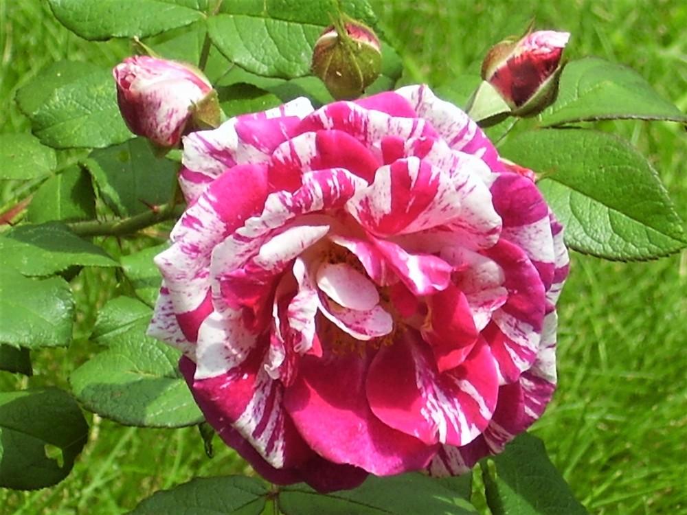 Photo of Rose (Rosa 'Moore's Striped Rugosa') uploaded by celestialrose