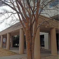 Location: At the Southwest Medical Center Hospital in OkC
Date: 12-07-2019
Chinese Elm (Ulmus parvifolia 'Golden Rey') 001