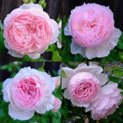 
Collage showing some variability in The Wedgwood Rose