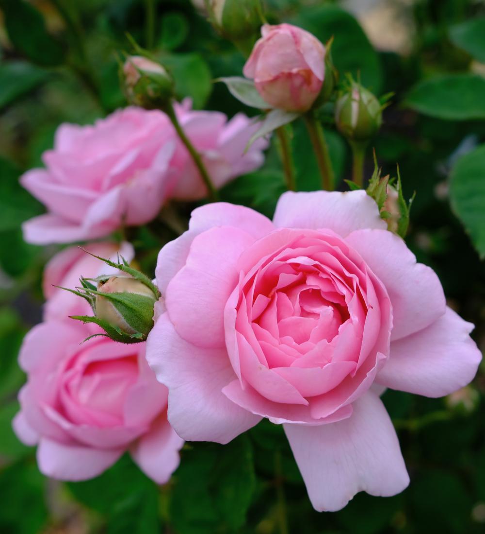 Photo of Rose (Rosa 'Wife of Bath') uploaded by AnnKNCalif