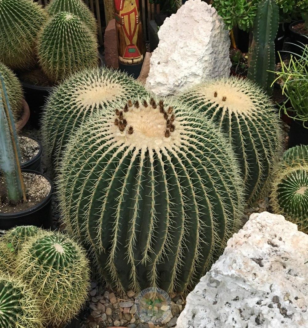 Photo of Golden Barrel Cactus (Kroenleinia grusonii) uploaded by BlueOddish