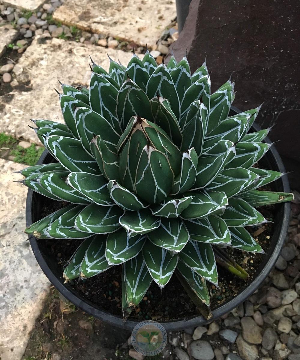 Photo of Queen Victoria Agave (Agave victoriae-reginae) uploaded by BlueOddish