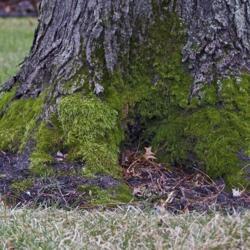 
Date: 2014-12-09
Velvety moss covering Locust roots.