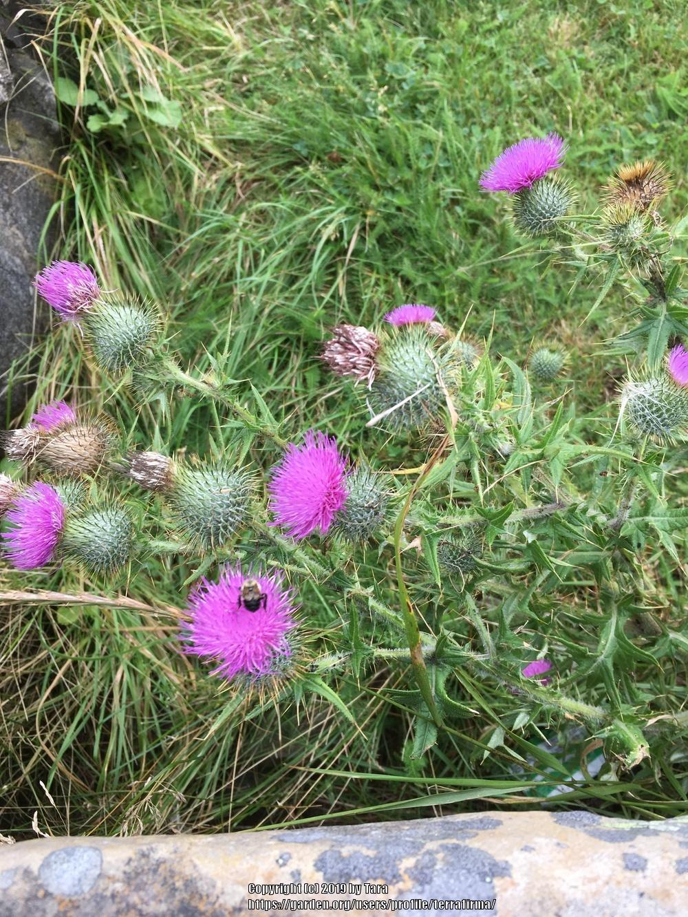 Photo of Thistle (Cirsium) uploaded by terrafirma