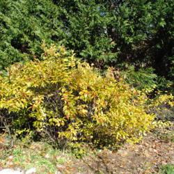 Location: Downingtown, Pennsylvania
Date: 2010-11-17
my backyard shrub with fall color