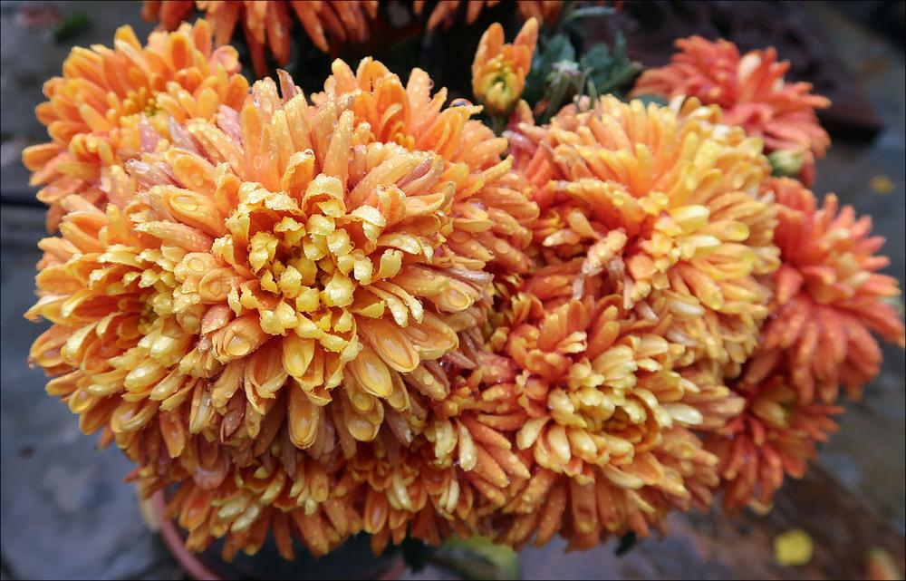 Photo of Chrysanthemum x morifolium Durango™ Bronze uploaded by Polymerous