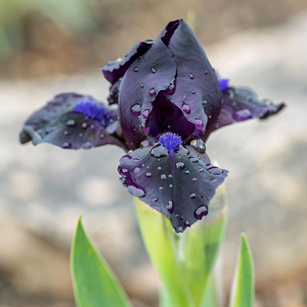 Photo of Standard Dwarf Bearded Iris (Iris 'Michael Paul') uploaded by dirtdorphins