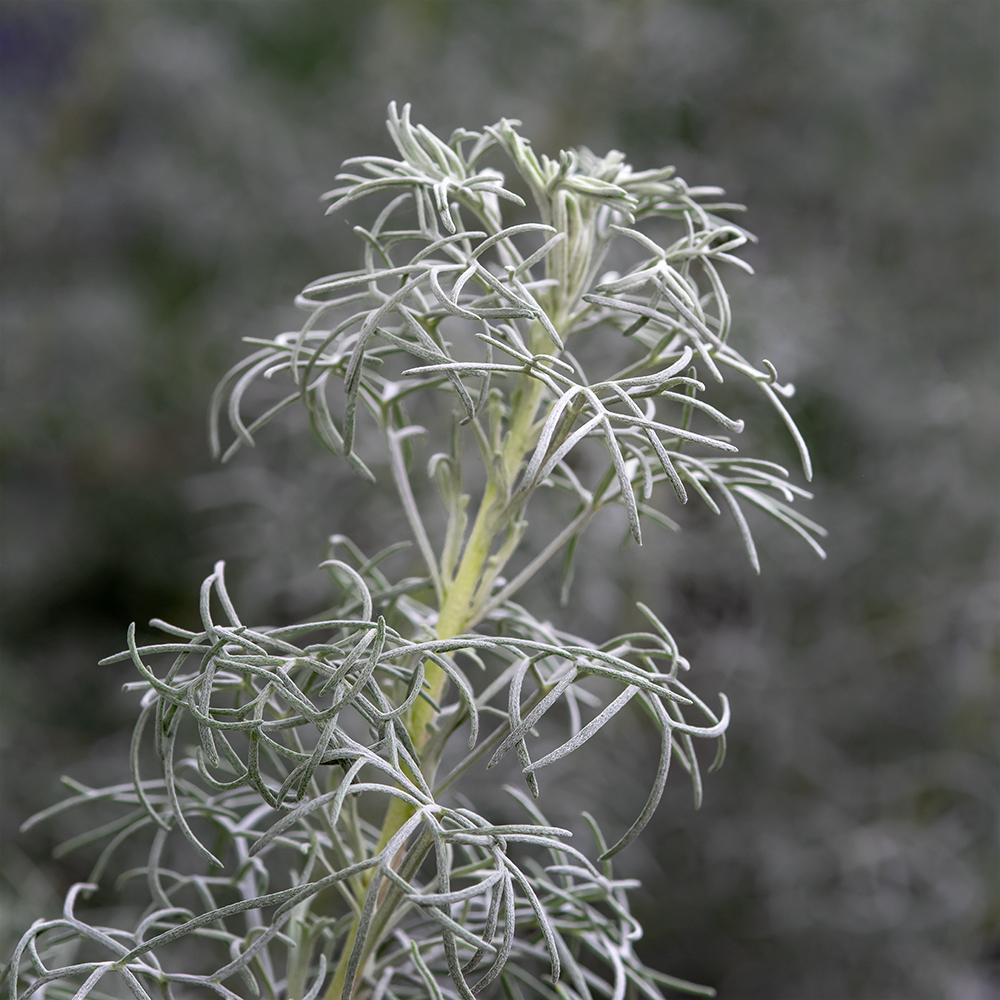 Photo of Curlicue Sage (Artemisia 'Seafoam') uploaded by dirtdorphins