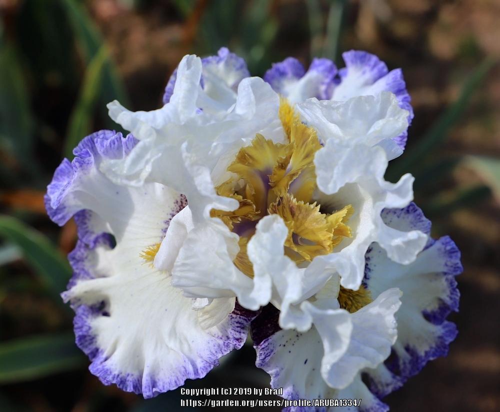 Photo of Tall Bearded Iris (Iris 'Margin Trader') uploaded by ARUBA1334