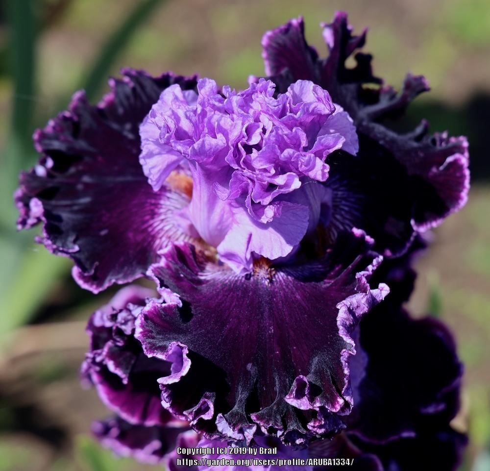 Photo of Tall Bearded Iris (Iris 'Royal Mystique') uploaded by ARUBA1334