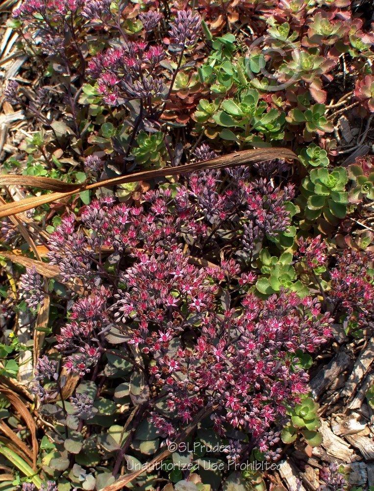 Photo of Stonecrop (Hylotelephium maximum subsp. maximum 'Bertram Anderson') uploaded by DaylilySLP