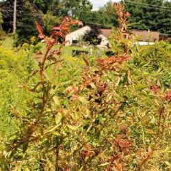 Location: Chester County, Pennsylvania
Date: 2015-08-07
the new Rose Rosette Disease on new growth
