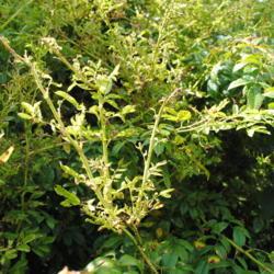 Location: Downingtown, Pennsylvania
Date: 2015-08-18
new Rose Rosette Disease on twigs and foliage