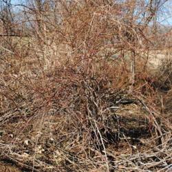 Location: West Chester, Pennsylvania
Date: 2014-01-17
invasive ugly shrub in winter