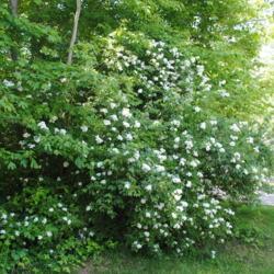 Location: Newtown Square, Pennsylvania
Date: 2014-06-04
full-grown wild shrub in bloom