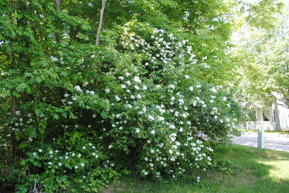 Photo of Multiflora Rose (Rosa multiflora) uploaded by ILPARW
