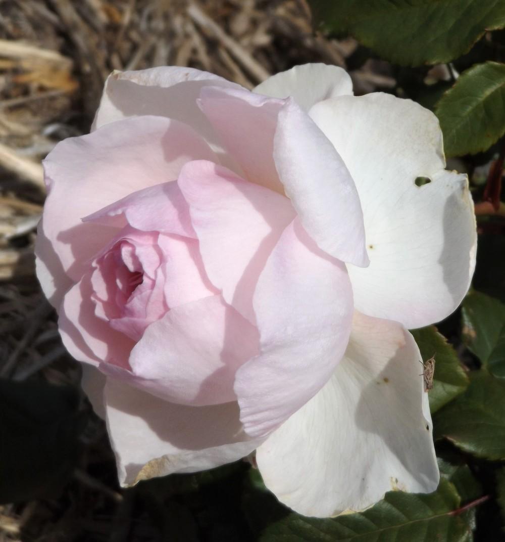 Photo of Rose (Rosa 'Sharifa Asma') uploaded by LolaTasmania