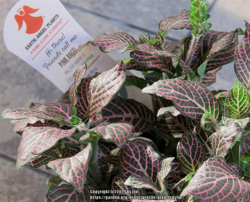 Photo of Nerve Plant (Fittonia albivenis 'Pink Angel') uploaded by plantladylin