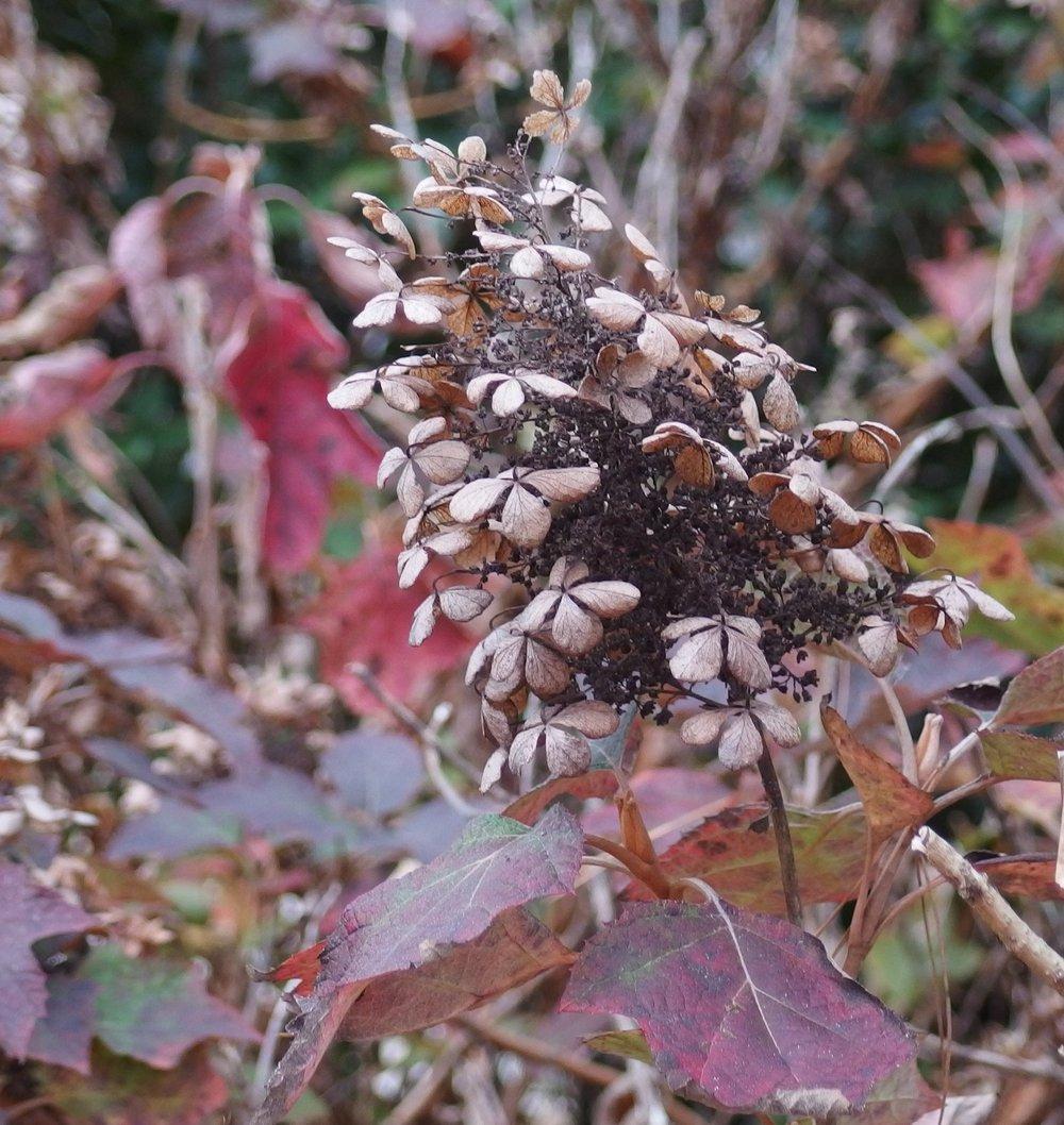 Photo of Oakleaf Hydrangea (Hydrangea quercifolia) uploaded by mmolyson