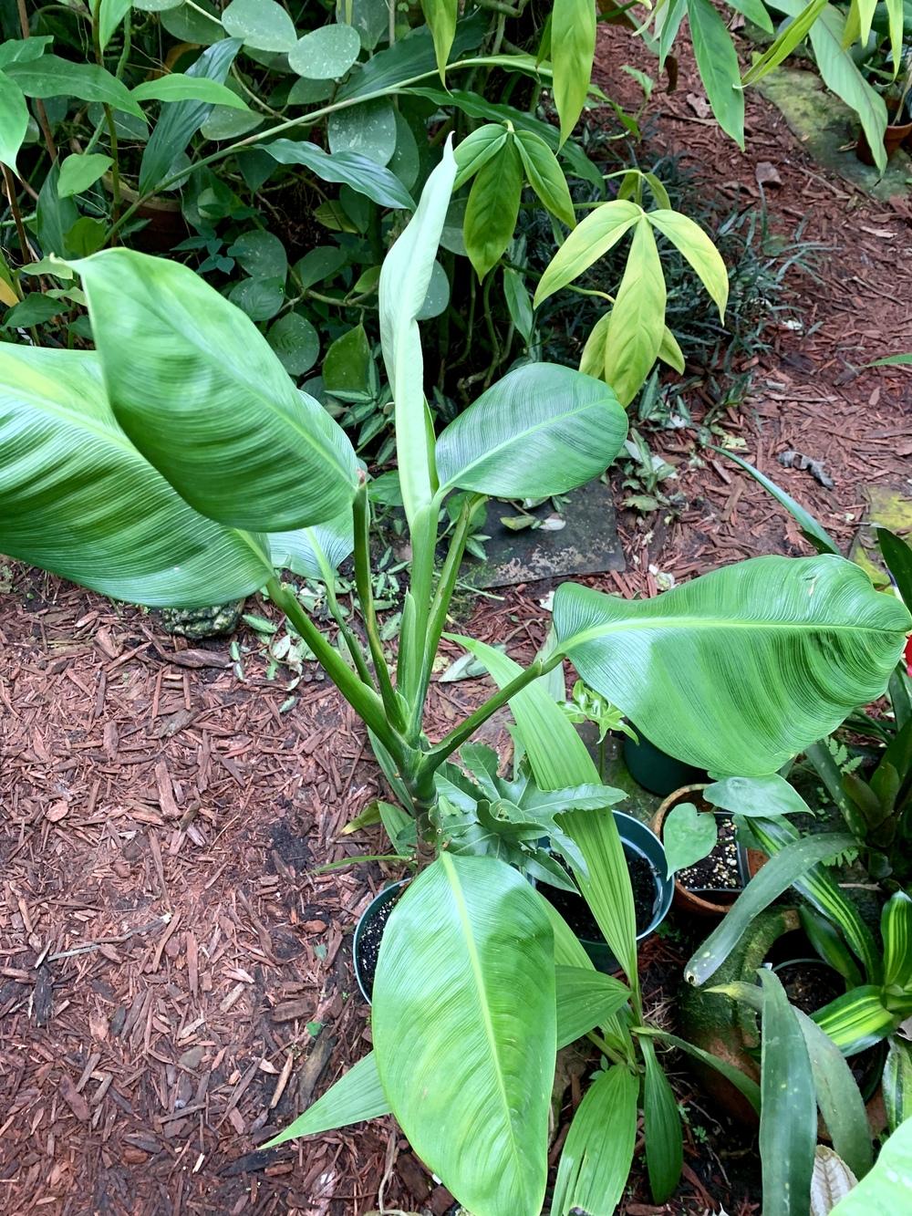 Photo of Dumb Cane (Dieffenbachia bowmannii) uploaded by Gina1960