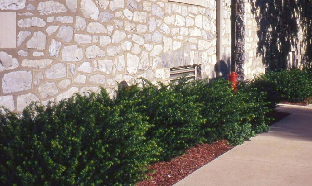 Photo of Anglo-Japanese Yew (Taxus 'Densiformis') uploaded by ILPARW