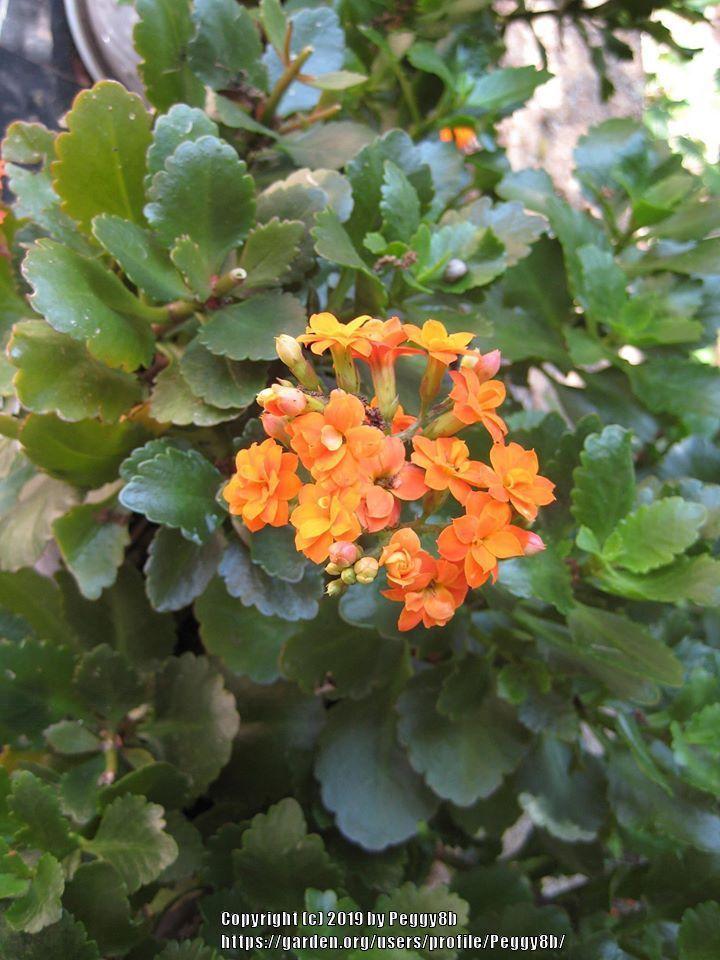 Photo of Kalanchoes (Kalanchoe) uploaded by Peggy8b