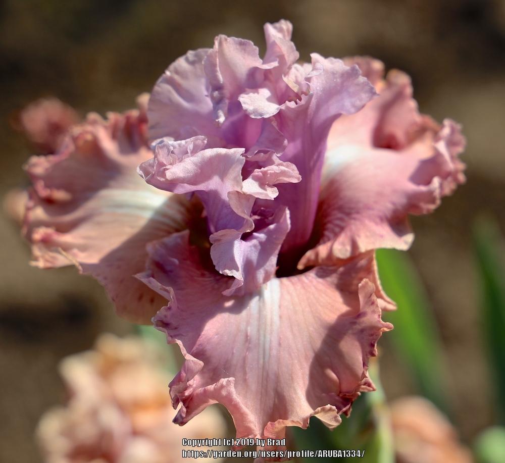 Photo of Tall Bearded Iris (Iris 'How Wonderful') uploaded by ARUBA1334