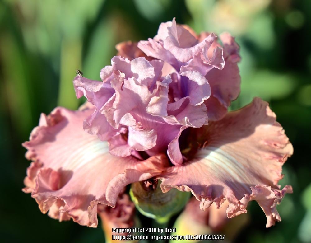 Photo of Tall Bearded Iris (Iris 'How Wonderful') uploaded by ARUBA1334