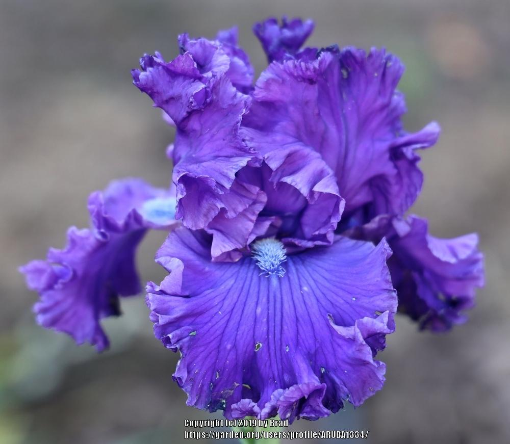 Photo of Tall Bearded Iris (Iris 'Once Upon a Time') uploaded by ARUBA1334
