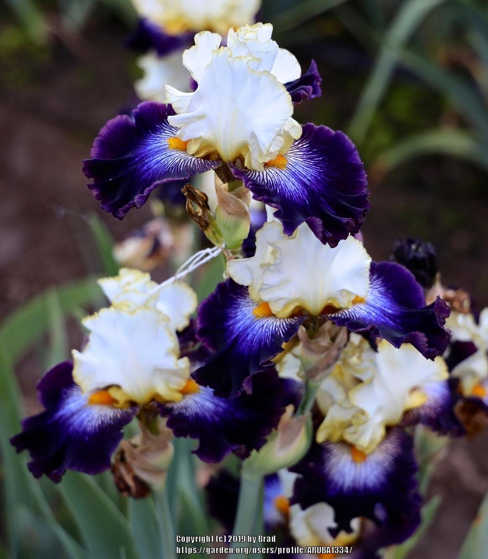 Photo of Tall Bearded Iris (Iris 'All the Rage') uploaded by ARUBA1334
