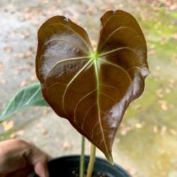 Location: My greenhouse, Florida
Date: 2019-12-17
New leaves are red!