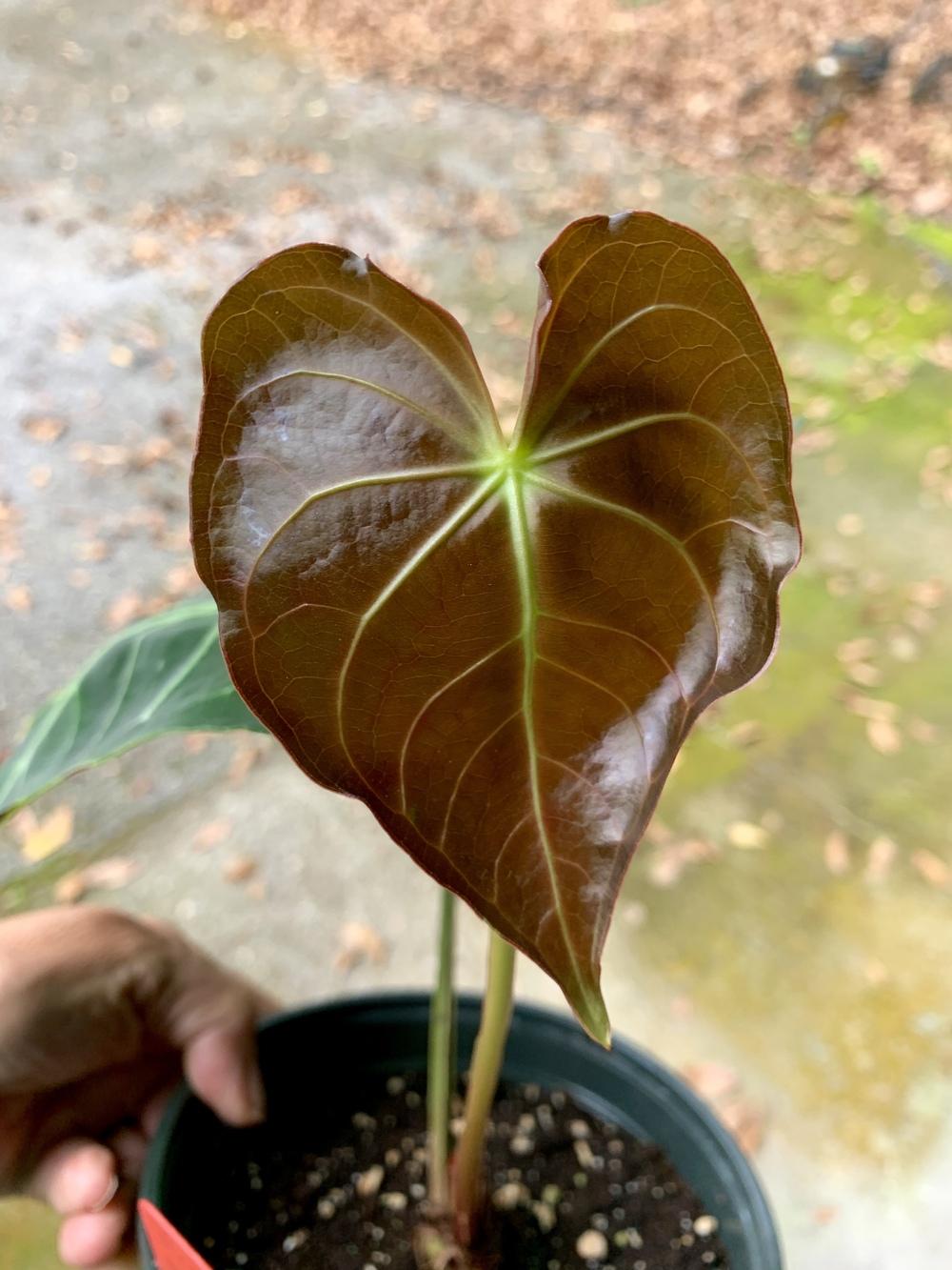 Photo of Anthurium magnificum uploaded by Gina1960
