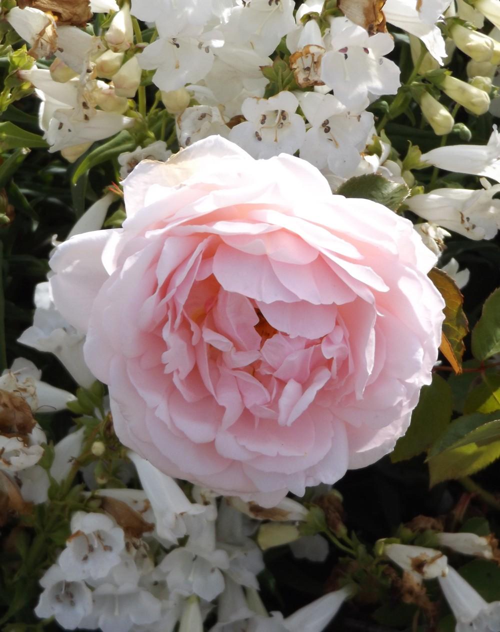 Photo of Rose (Rosa 'Chaucer') uploaded by LolaTasmania