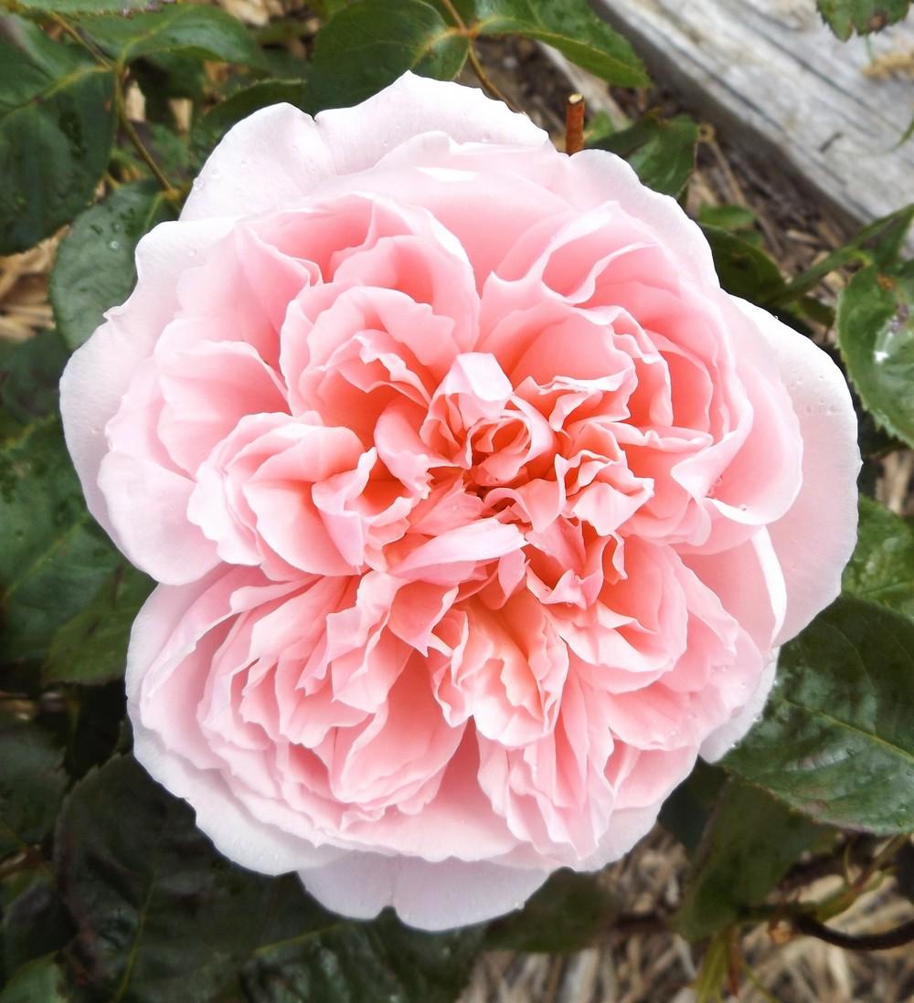 Photo of English Shrub Rose (Rosa 'Kathryn Morley') uploaded by LolaTasmania