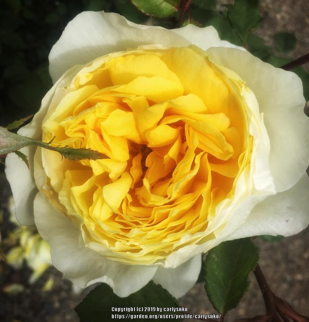 Photo of English Shrub Rose (Rosa 'Charlotte') uploaded by carlysuko