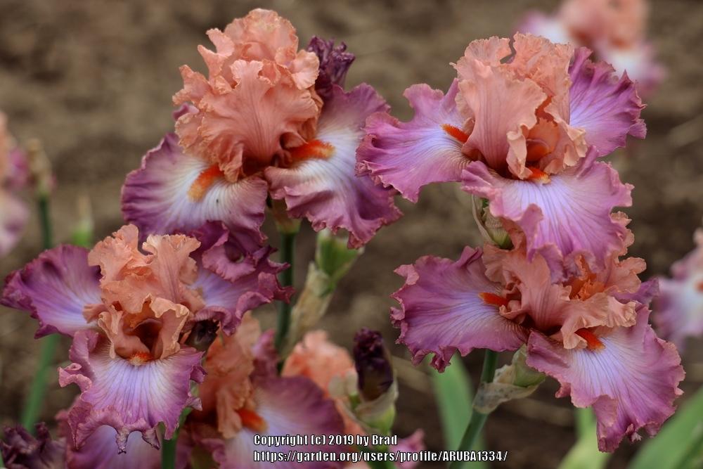 Photo of Tall Bearded Iris (Iris 'Hung Up On You') uploaded by ARUBA1334