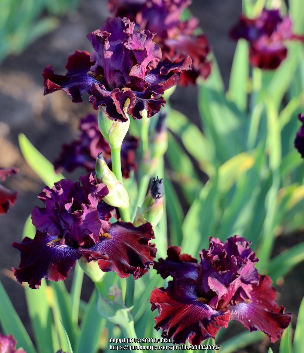 Photo of Tall Bearded Iris (Iris 'Radiant Garnet') uploaded by ARUBA1334