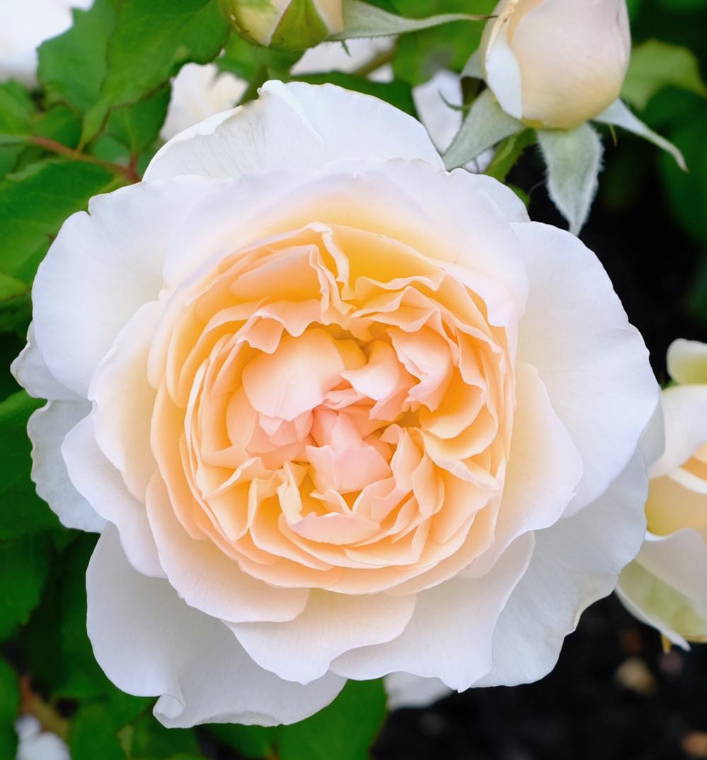 Photo of Rose (Rosa 'Mary Magdalene') uploaded by AnnKNCalif