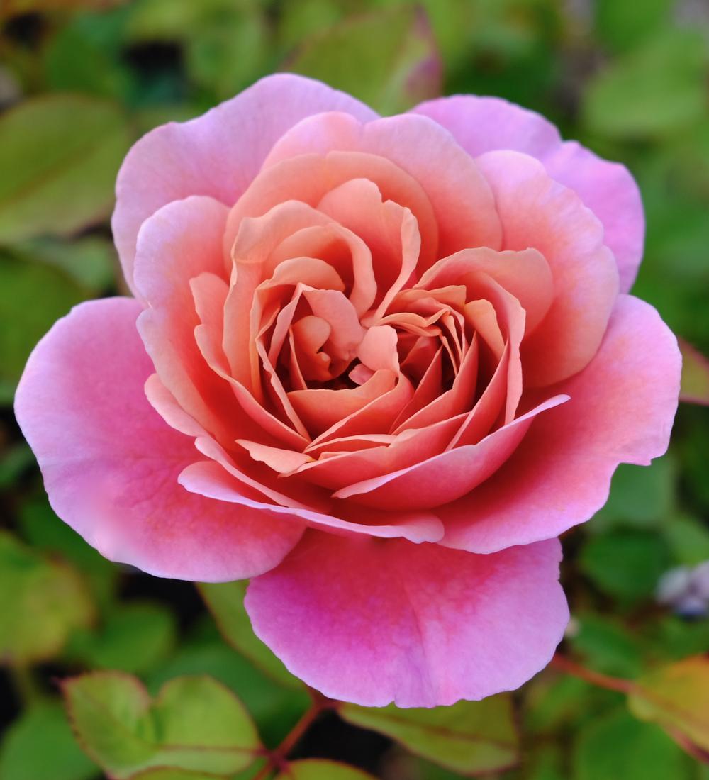 Photo of Rose (Rosa 'Distant Drums') uploaded by AnnKNCalif