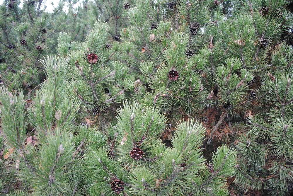 Photo of Mugo Pine (Pinus mugo) uploaded by ILPARW