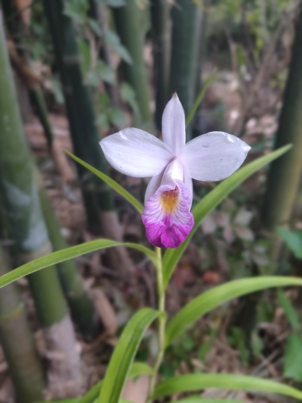 Photo of Bamboo Orchid (Arundina graminifolia) uploaded by dyzzypyxxy